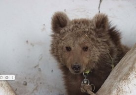 Ноёб қўнғир айиқнинг боласи сақлаб қолинди фото