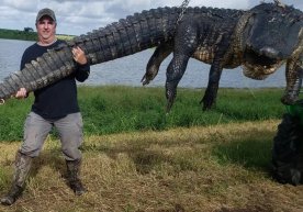 AQSHda aholining chorvasi bilan oziqlangan ulkan alligator otib o‘ldirildi фото