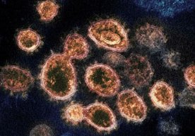 Коронавирус инсон иммун тизимининг Т-лимфоцитларига зарар