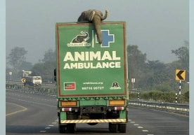 Ҳиндистонда ёввойи табиат ва ҳайвонлар ҳимояси йўлида