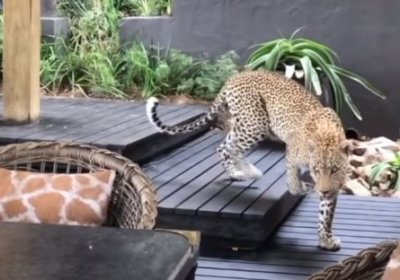 Нонушта пайтида ресторанга леопард кириб келди (видео) фото