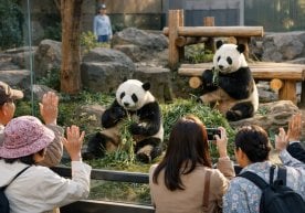 Токио шаҳридаги Уэно ҳайвонот боғи сўнгги кунларда айниқса