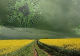 Iqlim sharoitlarining koronavirus tarqalishi faolligiga