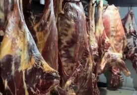 Пойтахтга сотиш учун ноқонуний йўл билан олиб келинаётган