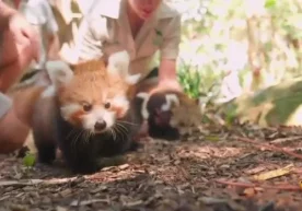 Фото: Sputnik Австралиянинг Сидней шаҳрида жойлашган