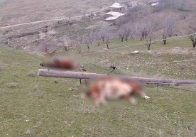 Жиззах вилоятида эски ёғоч электр устунлари қулаб тушиши