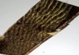 АҚШнинг Декейтер (Жоржия штати) шаҳрилик аёл Лиза Ормундт