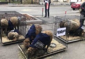 «Novaya gazeta» tahririyati joylashgan bino oldiga tirik