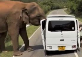 Россиялик сайёҳлар Шри-Ланкада таътил пайтида хавфли