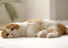 8 август — Халқаро мушуклар куни. Бу кунда уйимиздаги