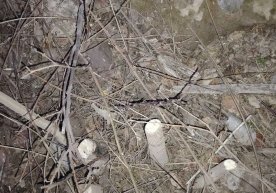 Самарқанд шаҳрида дарахтларни рухсатсиз кесиб ташлаган