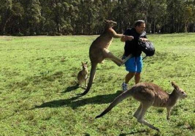Австралияда кенгурулар сайёҳларга ҳужум қилишмоқда фото