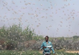Somalida chigirtkalar galasi ekinlarni yeb bitirmoqda фото