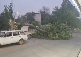 17 мая в Ташкенте и Ташкентской области была зафиксирована