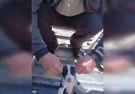 Сурхондарё вилоятида ит болаларининг қулоқларини узиб