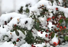 “Ўзгидромет” январ ойининг дастлабки кунлари бўйича