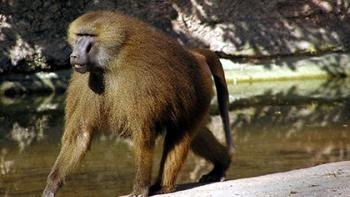 "Гапирувчи маймун"лар топилди фото
