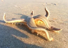 Ёввойи табиат ўзига яраша хавфга эга. Бу ерда инсоният