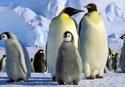 Антарктидада рекорд даражада юқори ҳарорат қайд этилди фото