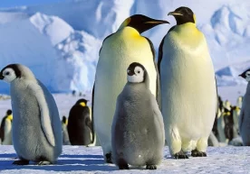 Фото: iz.ru Антарктидада юқори ҳароратнинг янги рекорди