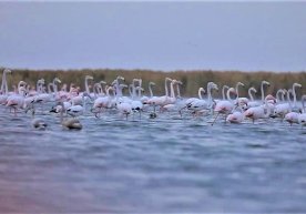 Qoraqalpog‘istonga uchib kelgan flamingolar фото