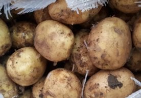 В Ферганской области таможенники пресекли попытку ввоза