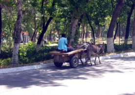 Eshak aravani mast holatda boshqargan erkak jarimaga tortildi (video) фото