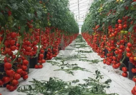 Сабзавотлар орасида севимли бўлган помидор тўйимли бўлиши