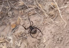 Фото: Depositphotos Қозоғистоннинг Атирау вилоятида