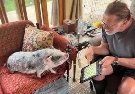 Арнольд Шварценеггер шахсий боғида эшак ва чўчқа боқмоқда,