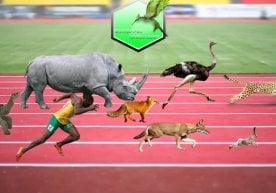 El mamífero terrestre más rápido se considera el guepardo.