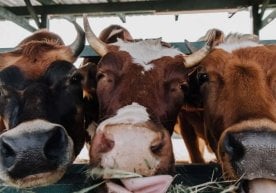 Мутахассислар маълумотига кўра, 2025 йилнинг