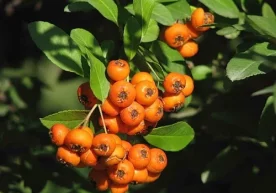 Кичкина олмага ўхшаш дўлана мевали ўсимлигини ҳамма