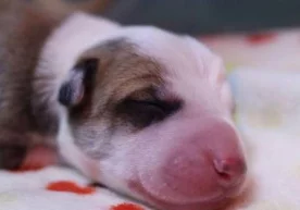 Аргентинада истиқомат қилувчи бир оила вакиллари марҳум