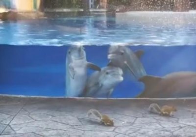 Video: Delfinlar “mehmonga” kelgan olmaxonlardan taajjubga tushishdi фото