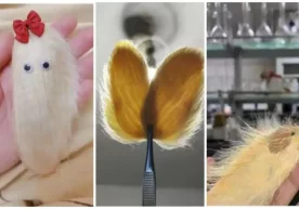 Xitoyliklar uy hayvonlariga mehr qo‘ygan insonlar uchun ajoyib ixtironi o‘ylab topdi фото