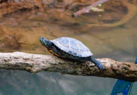 Toshkentda O‘zbekiston tabiatiga xos bo‘lmagan toshbaqa turi aniqlandi фото