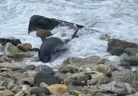 Краснодар ўлкаси қирғоқларида юзлаб дельфинлар нобуд