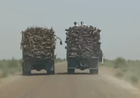 Бухоро вилояти Пешку туманида саксовул буталари ноқонуний