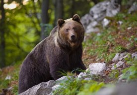 Italiyada odam o‘ldirgan ayiq sudlanmoqda фото