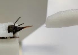 Фото: «Korrespondent.net» Нидерландиянинг Вагенинген