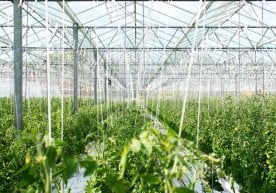 Ҳаво ифлосланишига қарши курашиш мақсадида пойтахтдаги