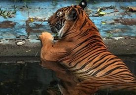 Таиландда мушук вабоси тарқалиши оқибатида 72 та йўлбарс