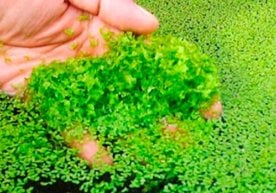 O‘zbekiston qishloq xo‘jaligi uchun muhim “topilma” (foto, video) фото