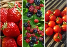 Агар томорқангиз бўлмаса-ю, лекин ўз қўлларингиз билан