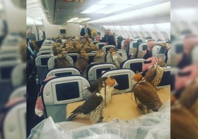 Саудия шаҳзодаси 80 нафар лочинга самолёт чиптасини сотиб олди (Видео) фото