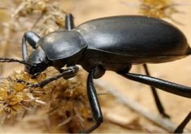 Ўзбекистон ва Россия олимлари ҳамкорликда 7 та янги қўнғиз