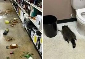 АҚШнинг Виржиния штатида содир бўлган гўзал, аммо хаосга