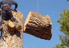 Жиззах вилоятида экологик қонунбузарлик билан боғлиқ янги