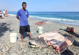 Indoneziyada akula qornidan amerikalik sayyohning jasadi topildi фото